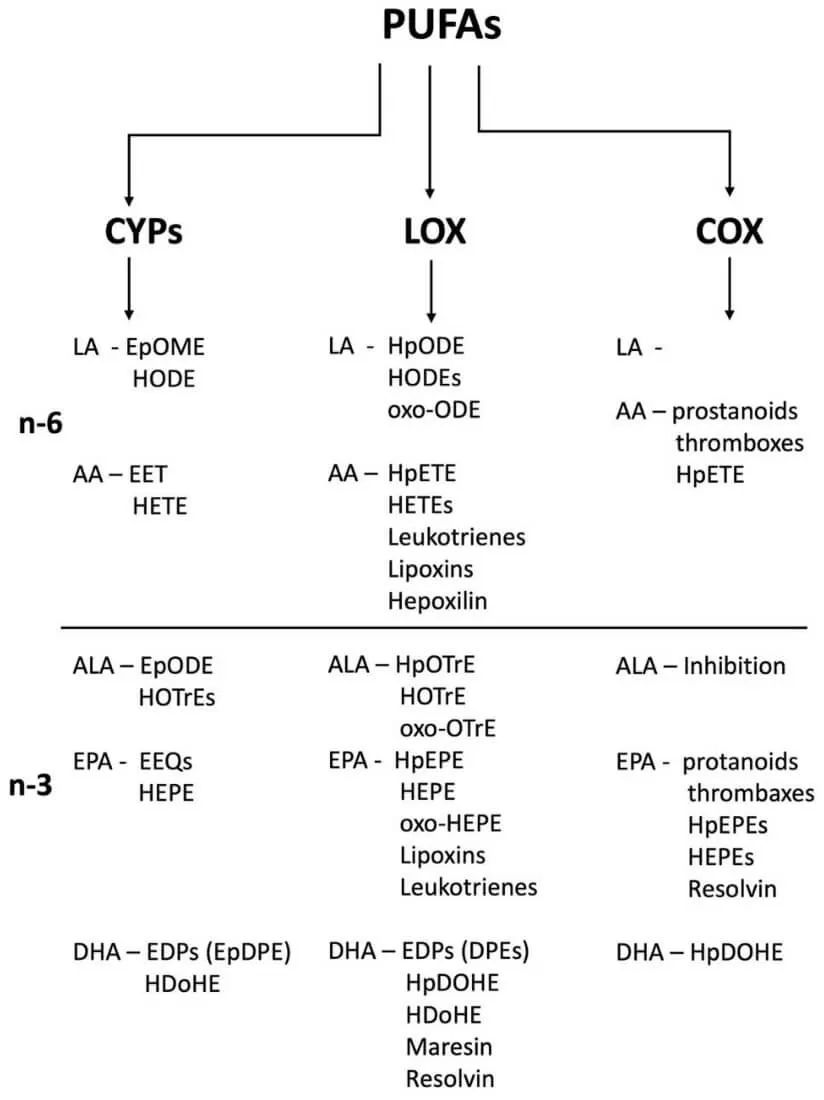 Figure 1. Main synthesis pathways of oxylipins (Eccles and Baldwin, 2022)